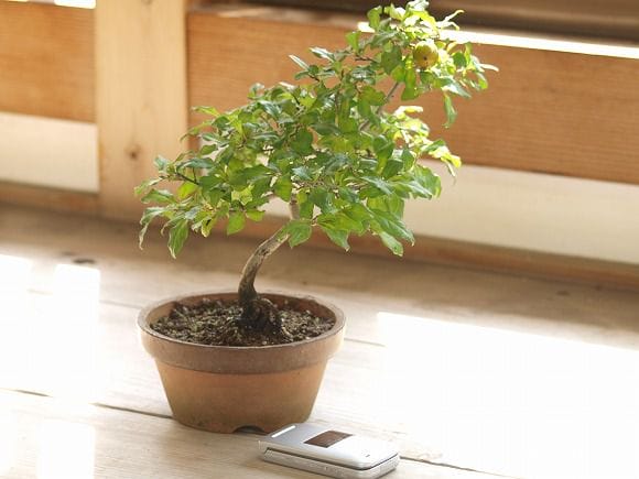 老爺柿 1点もの No.13の盆栽を販売｜ギフトを贈るなら盆栽妙