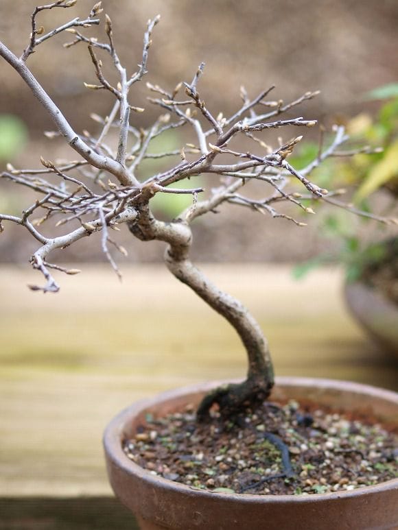 【一点物】新作　柿　工芸盆栽　盆栽　置物 ハンドメイド　造花 工芸盆栽【一点物】柿 造花 アート盆栽 ハンドメイド インテリア 置物