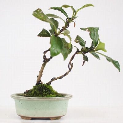 茶 　1点物 No130