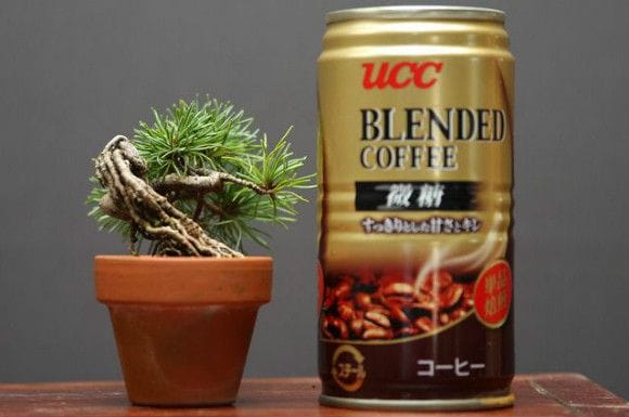 四国五葉松 豆盆栽 樹齢10年の一点物盆栽を販売｜盆栽妙 – 盆栽妙 本店