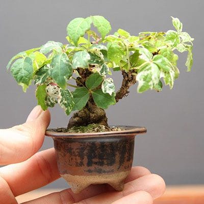 【一点物 匠の盆栽】五色つた 豆盆栽 樹齢13年