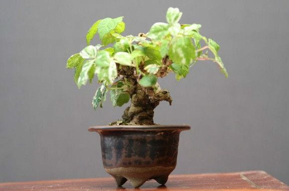 三河盆栽　ツタ　盆栽 三河盆栽 ツタ 盆栽