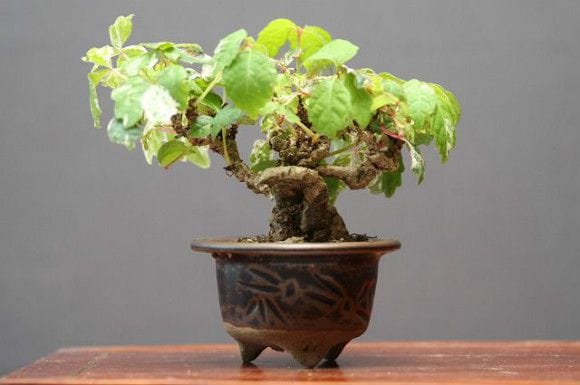 五色蔦(希少品) 五色蔦(希少品)