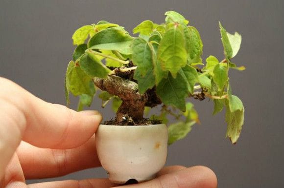 つた 豆盆栽 樹齢15年の一点物盆栽を販売｜盆栽妙 – 盆栽妙 本店