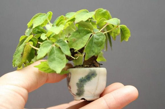 つた 豆盆栽 樹齢15年の一点物盆栽を販売｜盆栽妙 – 盆栽妙 本店