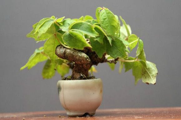 つた 豆盆栽 樹齢15年の一点物盆栽を販売｜盆栽妙 – 盆栽妙 本店