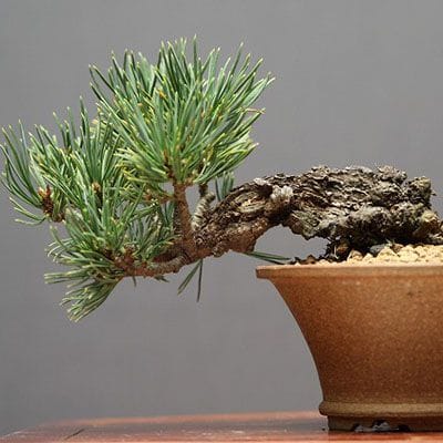 【一点物 匠の盆栽】九重五葉松 小品盆栽