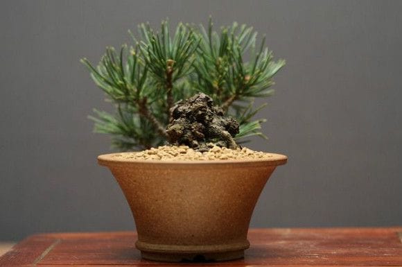 九重五葉松 小品盆栽の一点物盆栽を販売｜盆栽妙 – 盆栽妙 本店