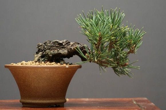 九重五葉松 小品盆栽の一点物盆栽を販売｜盆栽妙 – 盆栽妙 本店