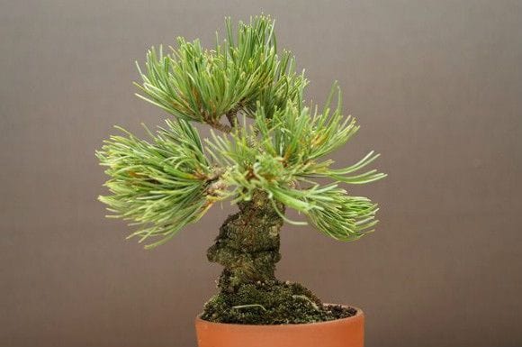 宮島五葉松　　[模様木]　小品盆栽 宮島五葉松 [模様木] 小品盆栽