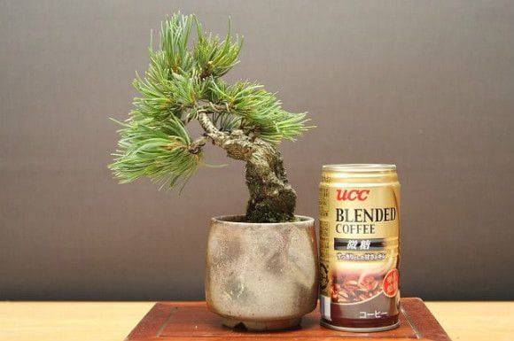 宮島五葉松 小品盆栽 樹齢15年の一点物盆栽を販売｜盆栽妙 – 盆栽妙 本店