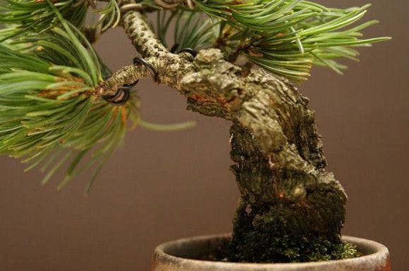 逸品！葉先までわずか9㎝　宮島五葉松　ミニ　小品　盆栽　真柏　黒松　紫陽花　楓 逸品！葉先までわずか9㎝ 宮島五葉松 ミニ 小品 盆栽 真柏 黒松 紫陽花