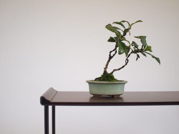 盆栽　お茶の木　樹高45cm 茶 1点物 No130の盆栽を販売｜学べる盆栽妙 – 盆栽妙 本店