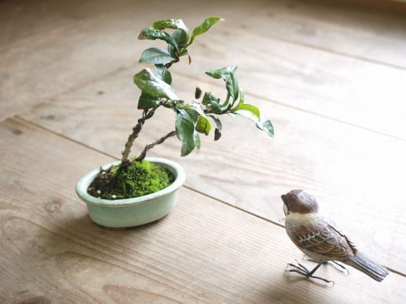 茶 1点物 No130の盆栽を販売｜学べる盆栽妙 – 盆栽妙 本店