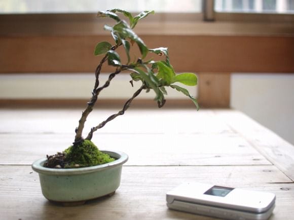 盆栽　お茶の木　樹高45cm 茶 1点物 No130の盆栽を販売｜学べる盆栽妙 – 盆栽妙 本店