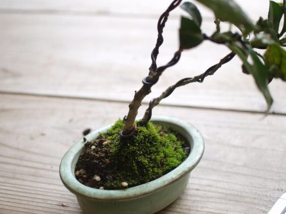 盆栽 smeru 豆盆栽 ガマズミ 金華山莢迷盆栽（がまずみ・金華山 ガマズミミニ盆栽