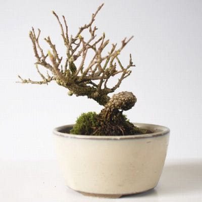 岩づる梅　1点もの No.131