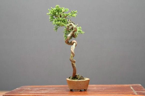 糸魚川真柏樹齢40年文人木模様木ジンシャリサバ幹