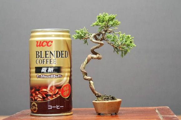 糸魚川真柏 豆盆栽 樹齢15年の一点物盆栽を販売|盆栽妙 – 盆栽 糸魚川真柏 豆盆栽 樹齢15年の一点物盆栽を販売|盆栽妙 – 盆栽