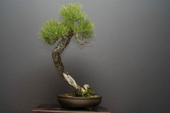 黒松 大品盆栽 樹齢40年の一点物盆栽を販売｜盆栽妙 – 盆栽妙 本店
