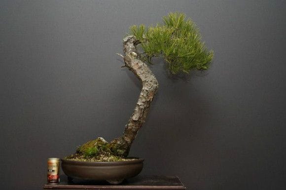 黒松　盆栽　金色鉢　樹齢40年から50年程度　芽切り、葉透かし手入れ実施済み 黒松 盆栽 金色鉢 樹齢40年から50年程度 芽切り、葉透かし手入れ