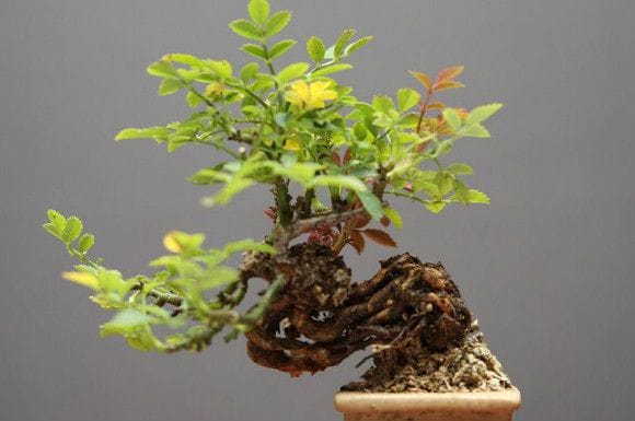 36. イチョウ盆栽　新品　1点もの　観葉植物　人工芝 雅ばら 豆盆栽 樹齢12年の一点物盆栽を販売｜盆栽妙 – 盆栽妙 本店