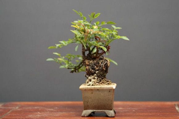 盆栽 栽培セット The BONSAI 黒松【盆栽／1個売り】｜ 【植物のITANSE