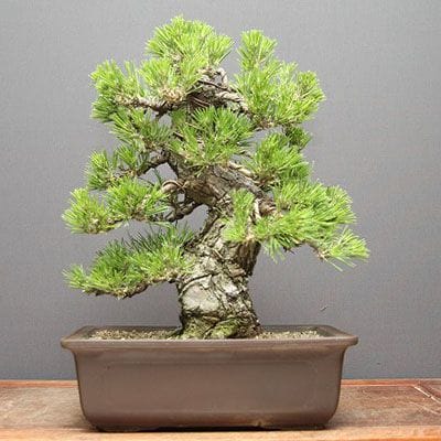 【一点物 匠の盆栽】黒松 中品盆栽 樹齢25年