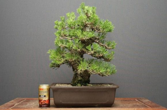3 黒松　盆栽　中品　格安　セール 黒松 中品盆栽 樹齢25年の一点物盆栽を販売｜盆栽妙 – 盆栽妙 本店