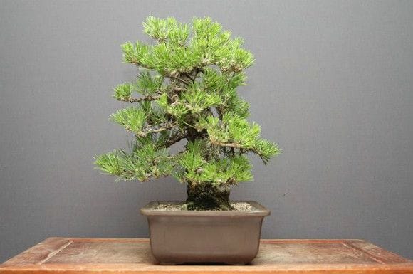 楽天市場】盆栽 松 希少 樹齢20年 吾妻五葉松 宝来 半懸崖 接木