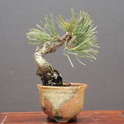 【一点物 匠の盆栽】宮島五葉松 豆盆栽 樹齢13年