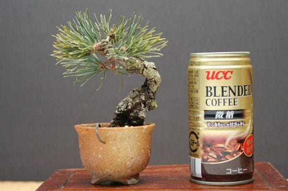 宮島五葉松 豆盆栽 樹齢13年の一点物盆栽を販売｜盆栽妙 – 盆栽妙 本店
