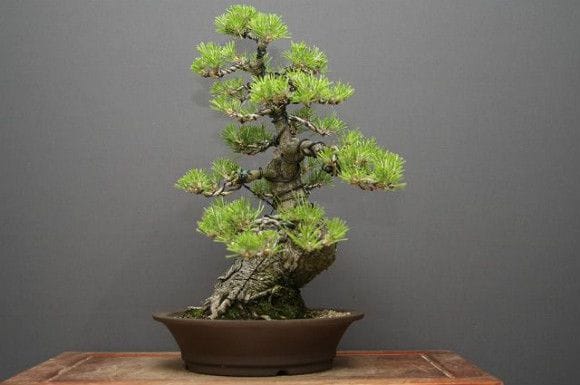 黒松　[石付模様木]　中品盆栽 47 黒松盆栽 石付き | クラフト盆栽美術館 Artcraft Bonsai