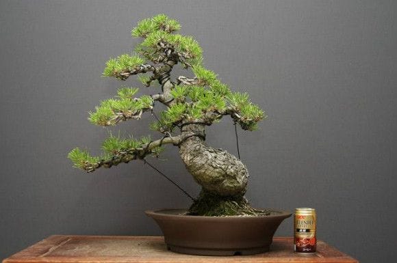 黒松 中品盆栽 樹齢35年の一点物盆栽を販売｜盆栽妙 – 盆栽妙 本店