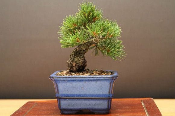 【一点物 匠の盆栽】九重五葉松 豆盆栽 樹齢13年