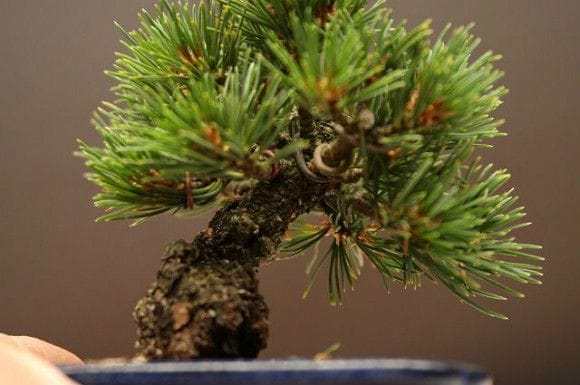 九重五葉松 豆盆栽 樹齢13年の一点物盆栽を販売｜盆栽妙 – 盆栽妙 本店