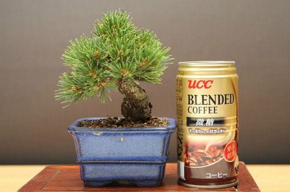 九重　盆栽 九重葛#中品盆栽#九重葛#bonsai