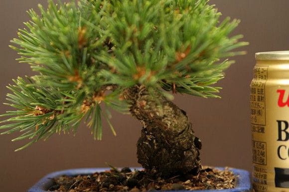 【一点物 匠の盆栽】九重五葉松 豆盆栽 樹齢13年