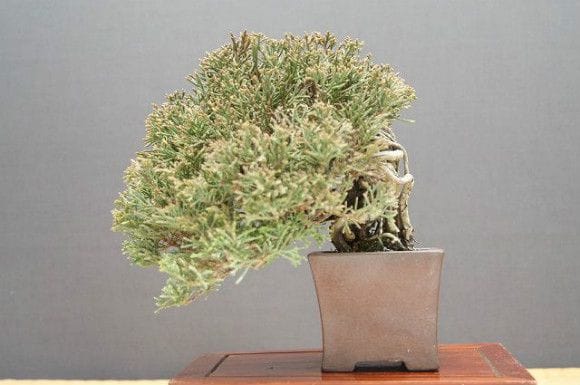 糸魚川真柏 小品盆栽 樹齢25年の一点物盆栽を販売｜盆栽妙