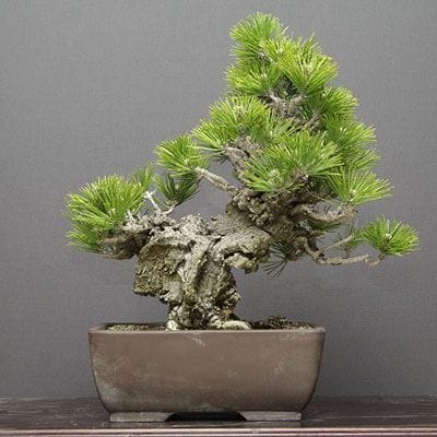 【一点物 匠の盆栽】錦松(夢錦) 中品盆栽 樹齢20年