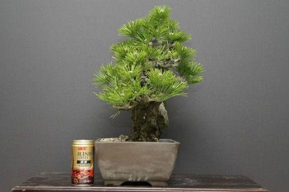 独特な店 錦松(夢錦) 中品盆栽 樹齢20年の一点物盆栽を販売｜盆栽妙 盆栽