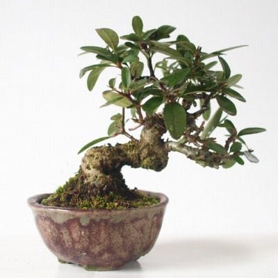 ピラカンサ　1点もの No.132