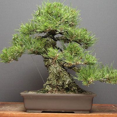 【一点物 匠の盆栽】黒松 中品盆栽 樹齢30年