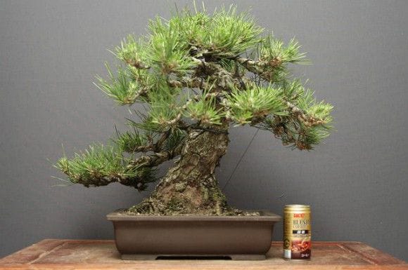 黒龍 黒松 樹齢10年 中品盆栽 鉢付き 盆栽 松工房 -Pine