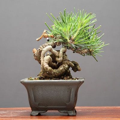 【一点物 匠の盆栽】糸魚川真柏 小品盆栽 樹齢25年