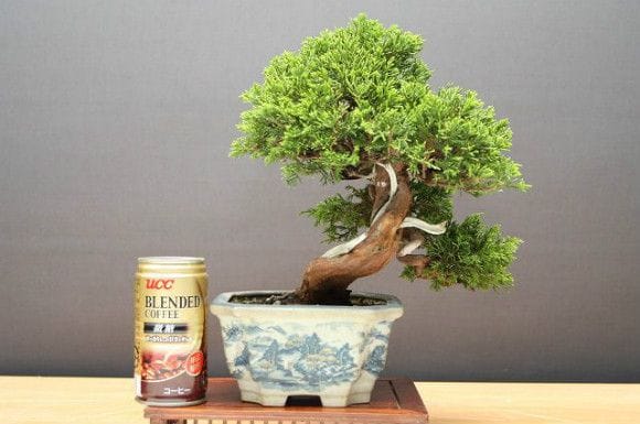 糸魚川真柏 小品盆栽 樹齢25年の一点物盆栽を販売|盆栽妙 糸魚川真柏 小品盆栽 樹齢25年の一点物盆栽を販売|盆栽妙
