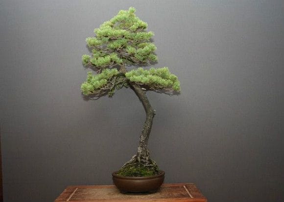 那須五葉松根上がり半懸崖小品盆栽（7）｜盆栽