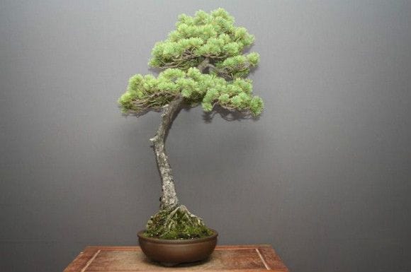 五葉松　[模様木]　大品盆栽素材 りりみみ 造花盆栽 枝振りの良い五葉松 模様木の盆栽の販売｜盆栽妙