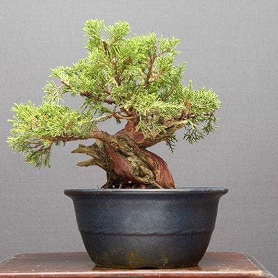 【一点物 匠の盆栽】糸魚川真柏 小品盆栽 樹齢30年