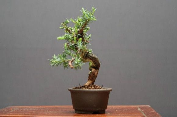 山採り杜松宝 豆盆栽 樹齢25年の一点物盆栽を販売｜盆栽妙 – 盆栽妙 本店